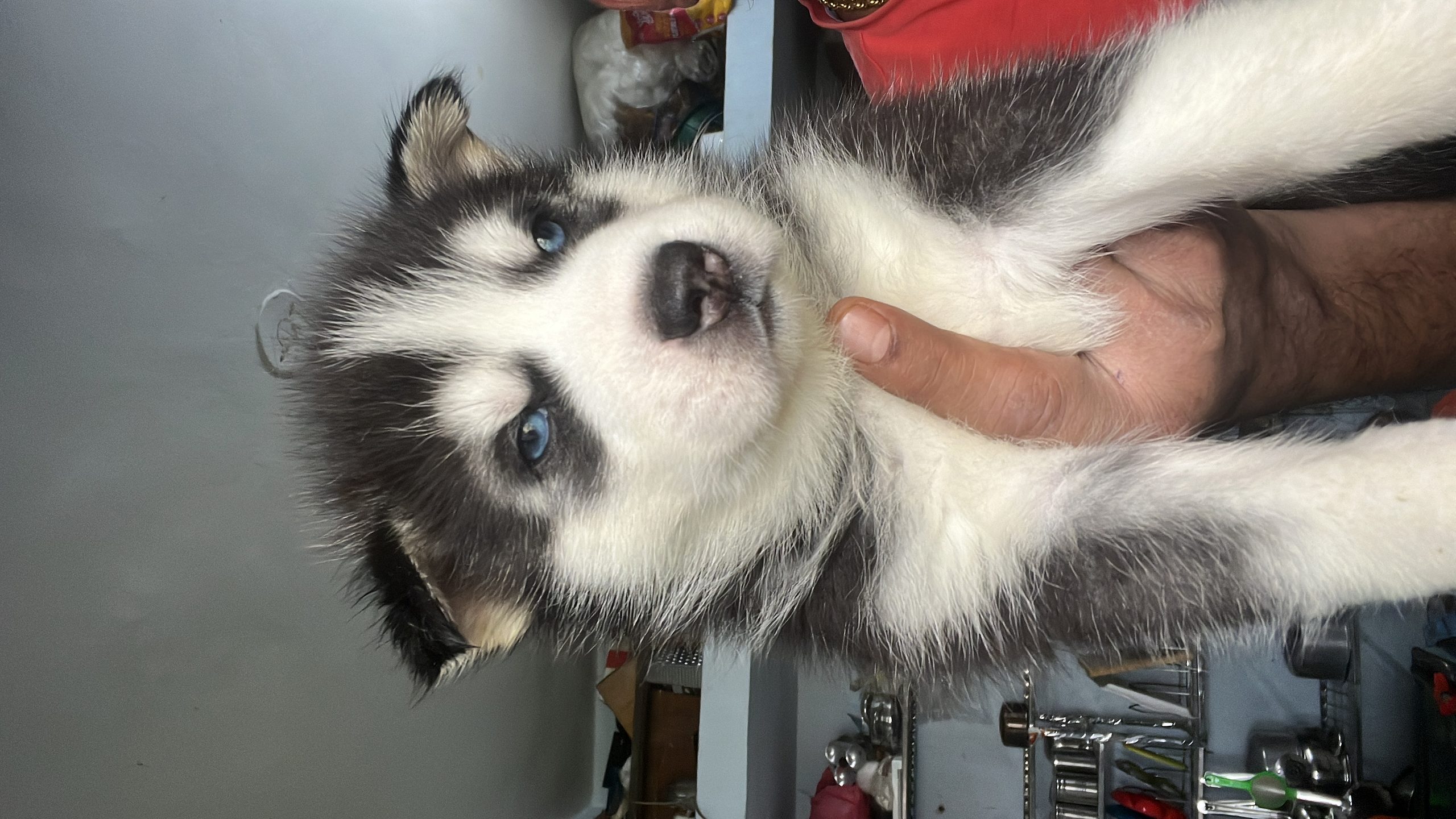Siberian Husky Puppies
