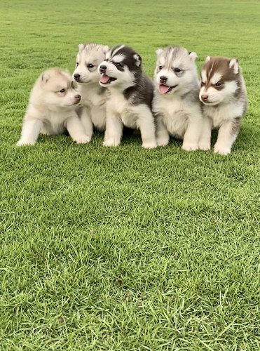 Siberian Husky pups for sale in Hyderabad