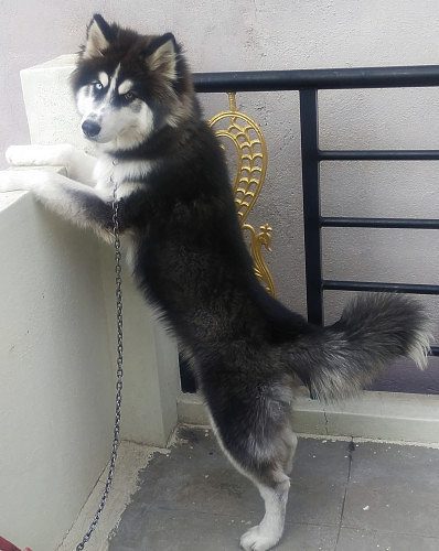 Siberian husky wooly coat for sale
