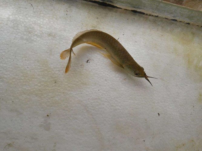 silver arowana 10 inch above