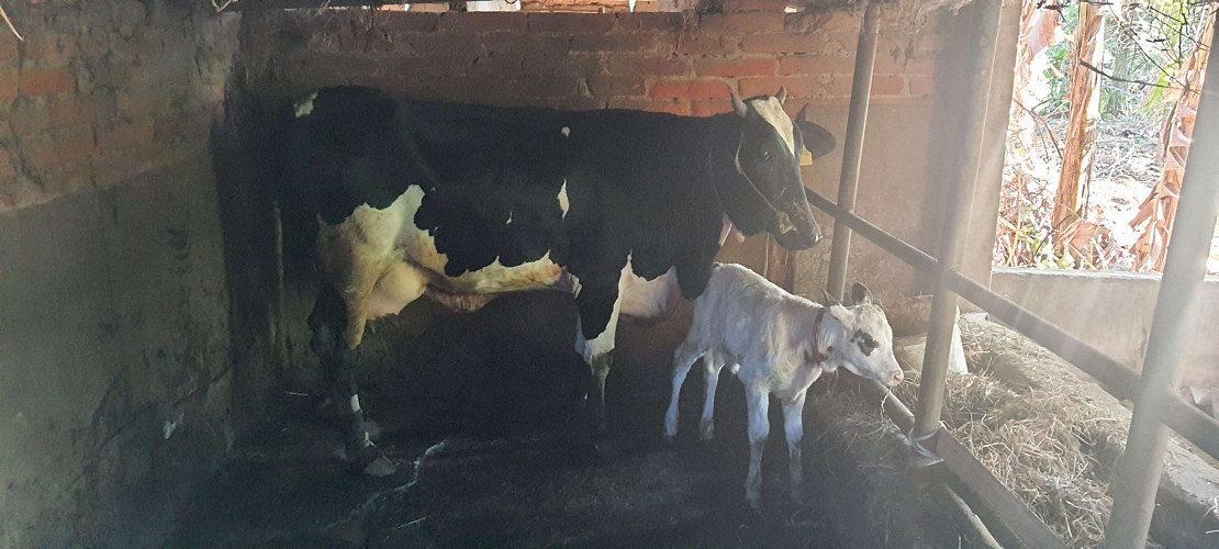 Sindhi breed cow and calf