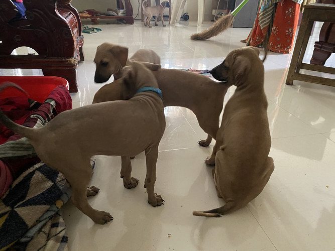 Sippiparai puppies  for sale.