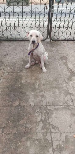 Six months old Male labrador 