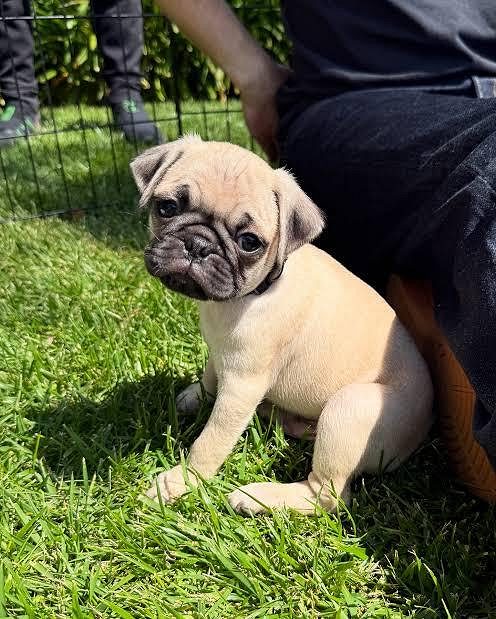 Small breed dogs in Bangalore
