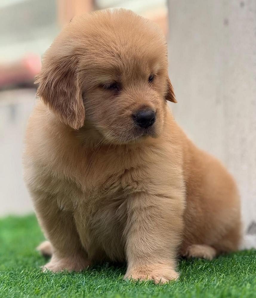 Small breed puppies for sale