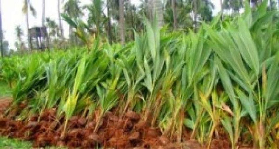 Small coconut tree for sale