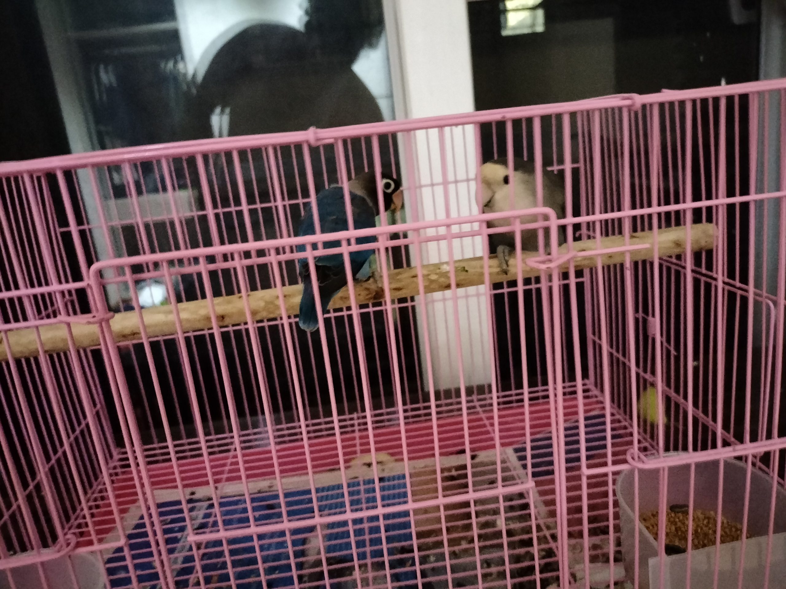 Small parrot love birds