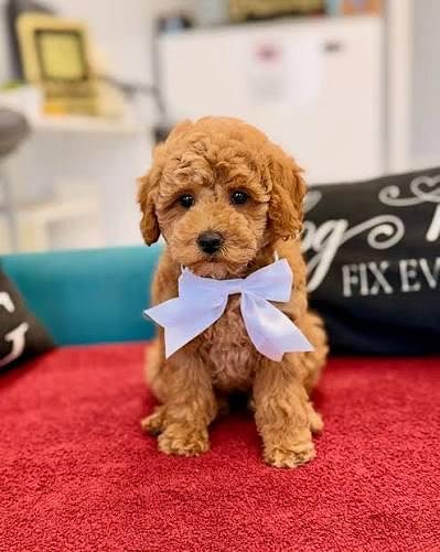 Small Puppies for Sale – Find Your Perfect Companion