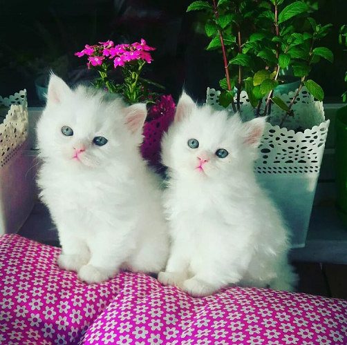 Snow white Persian Kitten