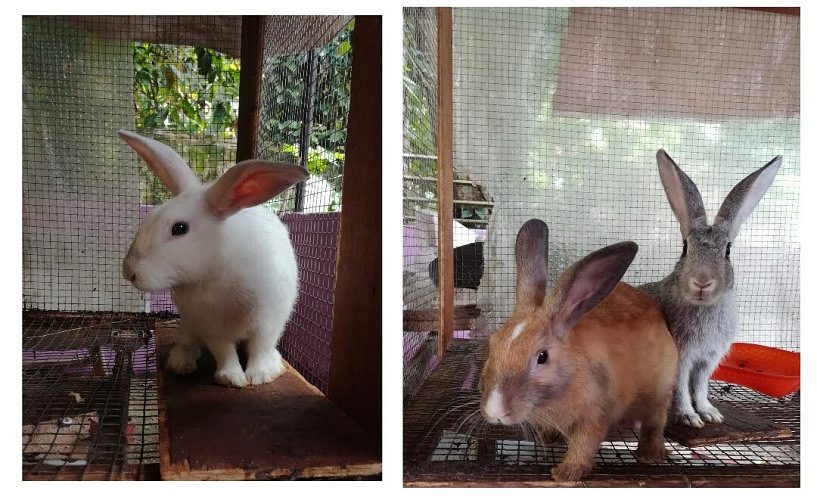 Soviet Chinchilla for sale