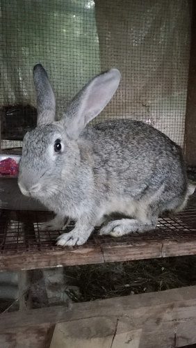 Soviet Chinchilla for sale