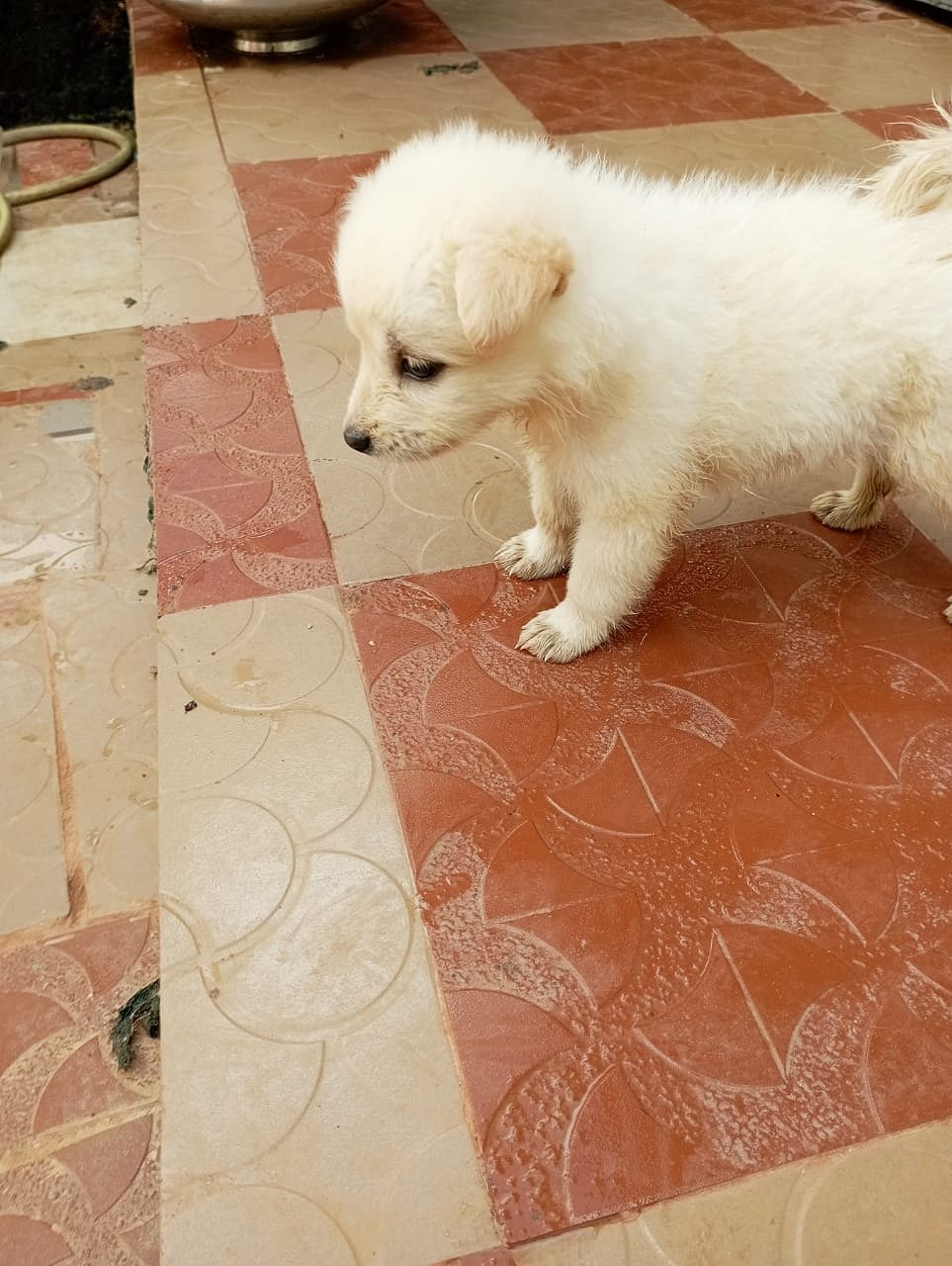 Spitz puppies for sale