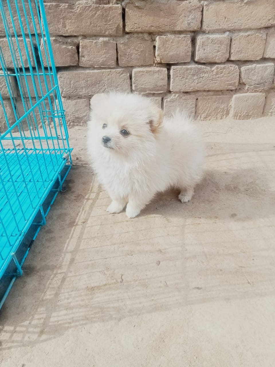 Spitz Pups For Sale TrustKennel