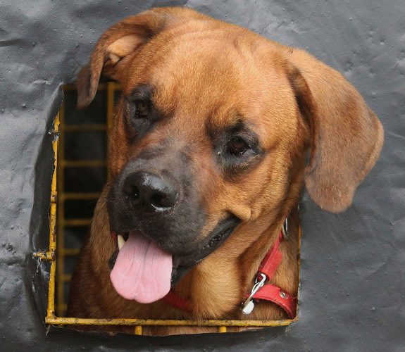 St weiler dog for sale