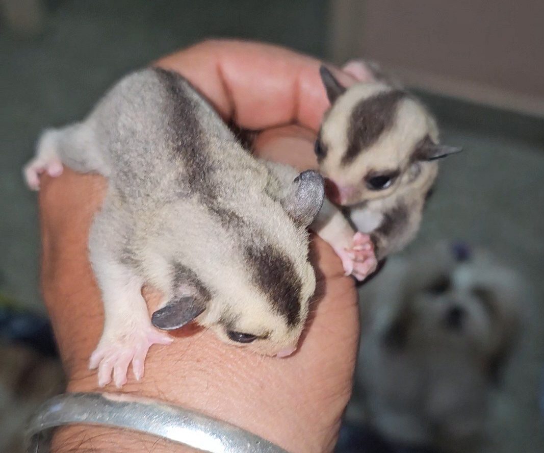 Sugar glider