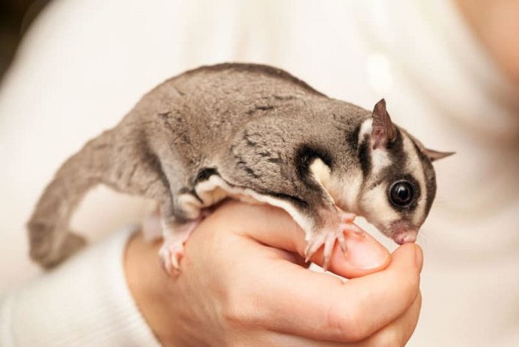 Sugar glider