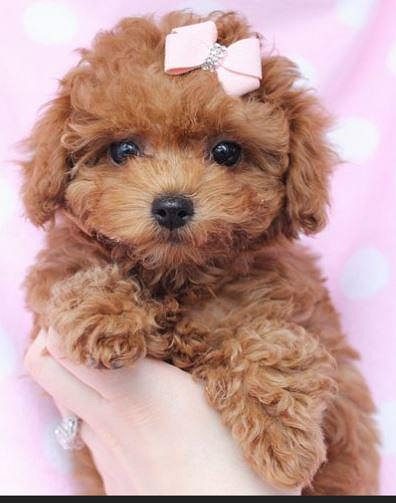 Super Quality Poodle Male & female Heavy Bone Puppy For Sale