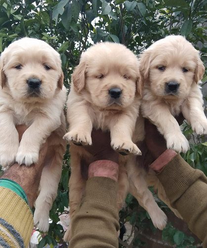Superb Golden Retriever Puppies For Sale..7300930479