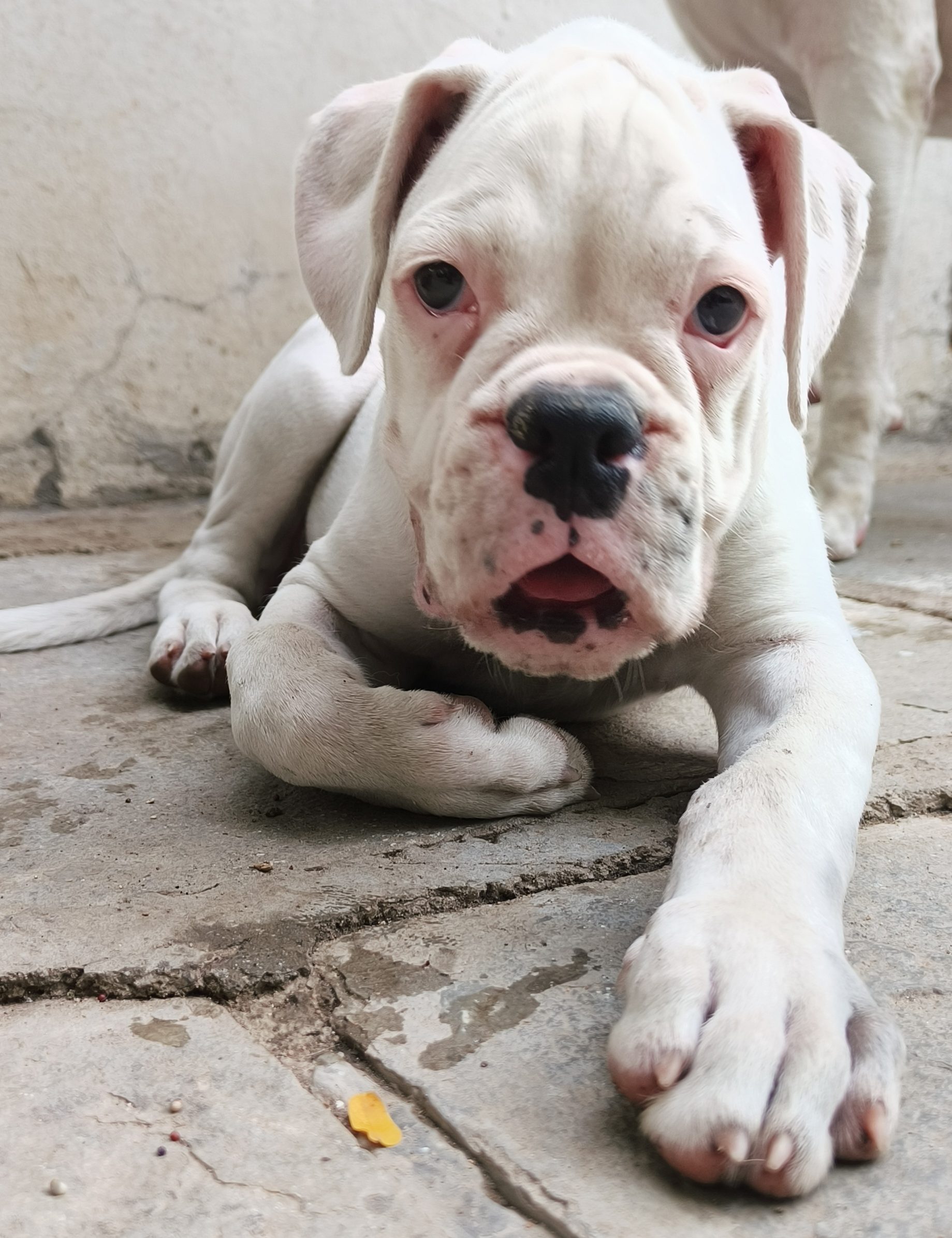 Sweet Boxer Female Puppy Needs a Loving Family