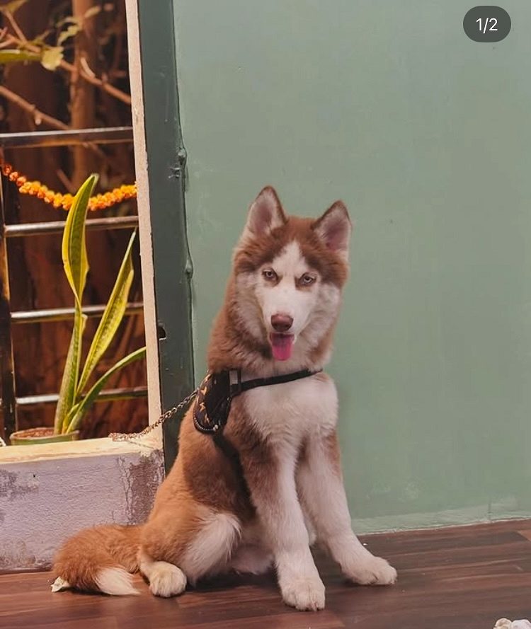 Syberian husky 6 months old puppy wolf coat
