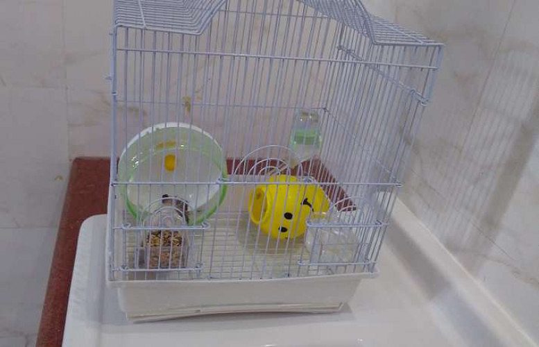 Syrian Hamster For Sale