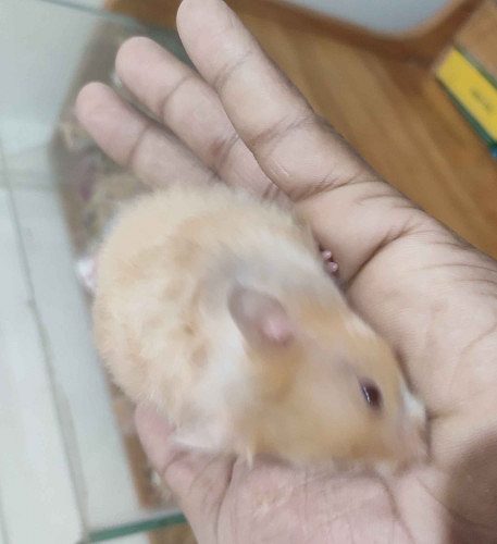 Syriyan hamster
