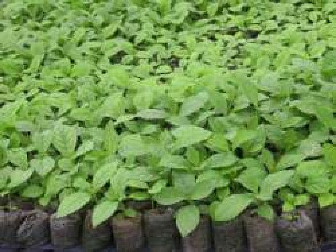 TEAK STUMP (TEAKIN THAIKAL)