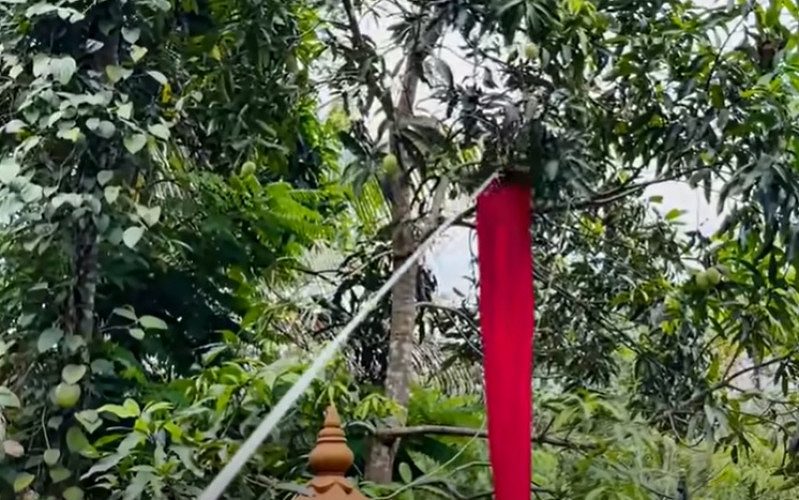 Telescopic Fruit picker