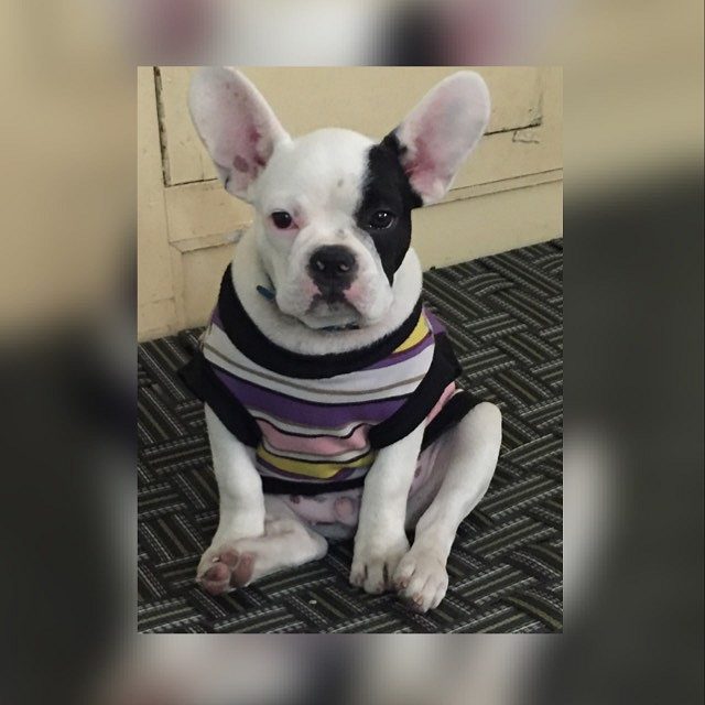 TERA DHIYAN KIDHAR HAI PUG PUPPS IDHAR HAI @ 9205546224 ROYAL ORCHID PAWS