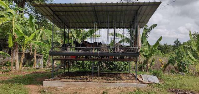 10 grown up goats 10 months with kid for sale