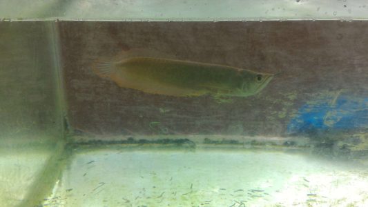 10 inch silver arowana in haripad