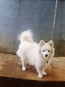 10 months old pomeranian puppy with cage