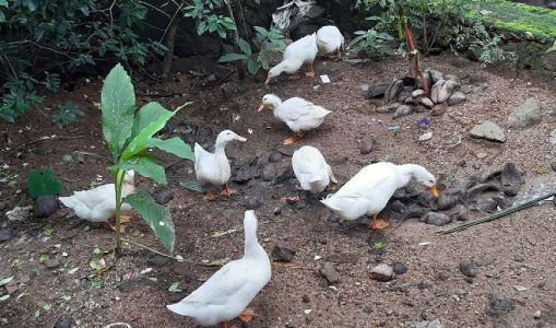 10 vigova for sale 1 male and 9 females