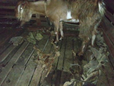 11 months old goat for sale