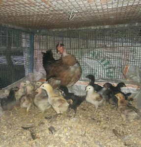 15 home-hatched thani nadan chicks for sale