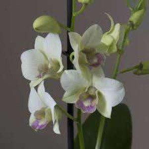 orchids-plants-iid-718