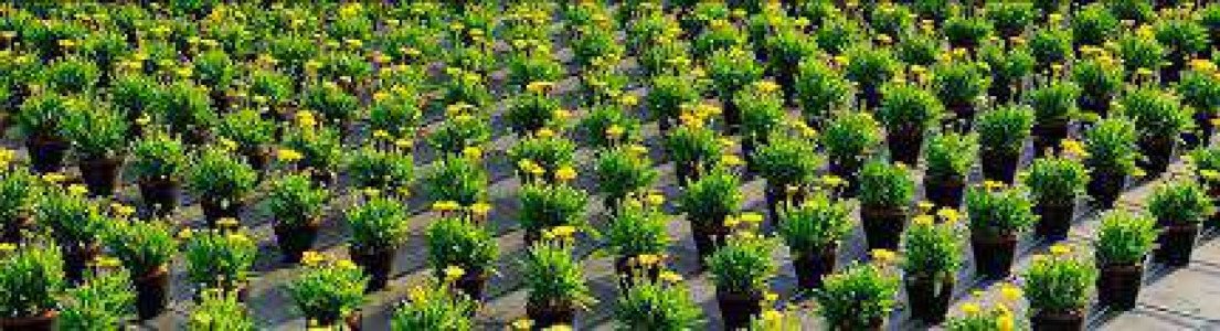 homely-grown-medicinal-plant-nursery-iid-2995