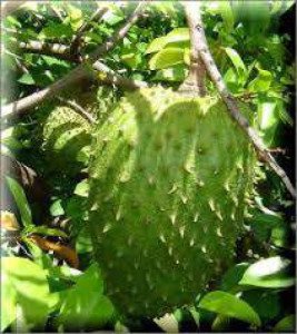 organicaly-grown-mullatha-or-soursop-iid-2997