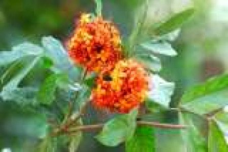 ashoka-plants-saraca-asoca-caesalpiniaceae-iid-3103