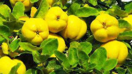 quince-fruit-seeds-iid-4128