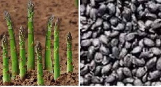 asparagus-asparagus-officinalis-seeds-iid-7178