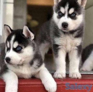 Siberian husky pet shop clearance near me