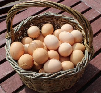 country-chicken-egg-iid-734879