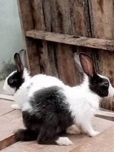 rabbit-iid-735464