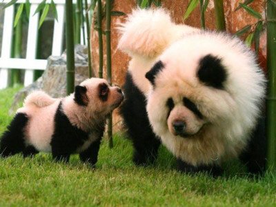 Panda puppies hot sale for sale