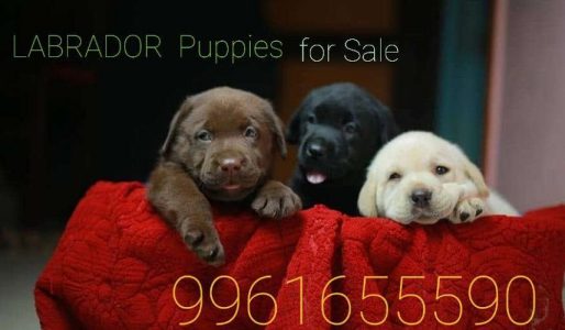 1Month Labrador Puppies Pure Breed 
