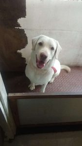 1year aged cute and quiet silent labourdor for sale.am going