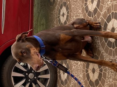 1year old KCI Certified DOBERMAN