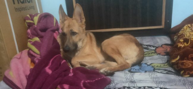 20 months old male German shepherd