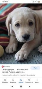 25 days old labrador